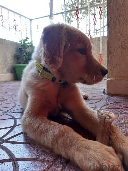 golden retriever for sale 2