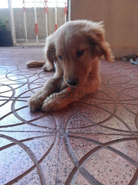 golden retriever for sale 3