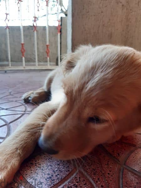 golden retriever for sale 4