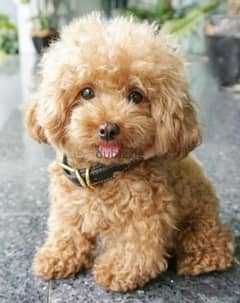 puppy poodle كلاب 0