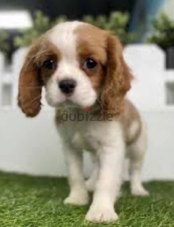 cavalier King Charles puppy /كلاب 0