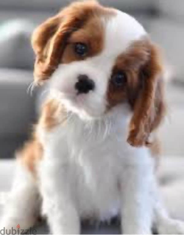 cavalier King Charles puppy /كلاب 1