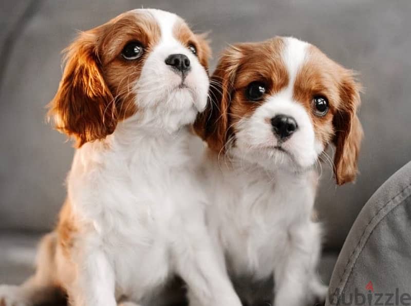 cavalier King Charles puppy /كلاب 2