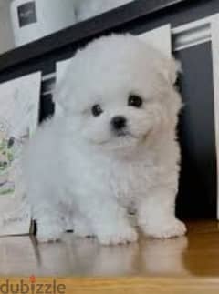 teacup Bichon 0