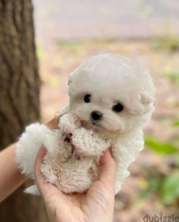 teacup Bichon 1