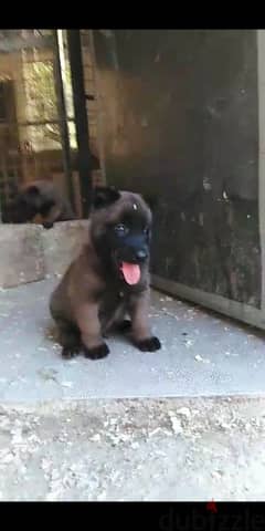 Puppies Malinois 0