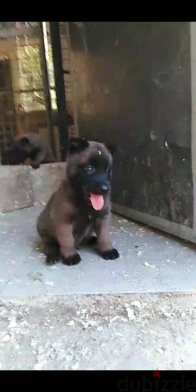 Puppies Malinois