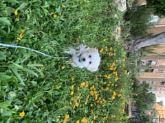 pure bichon white 3 month old, fully vaccinated 0