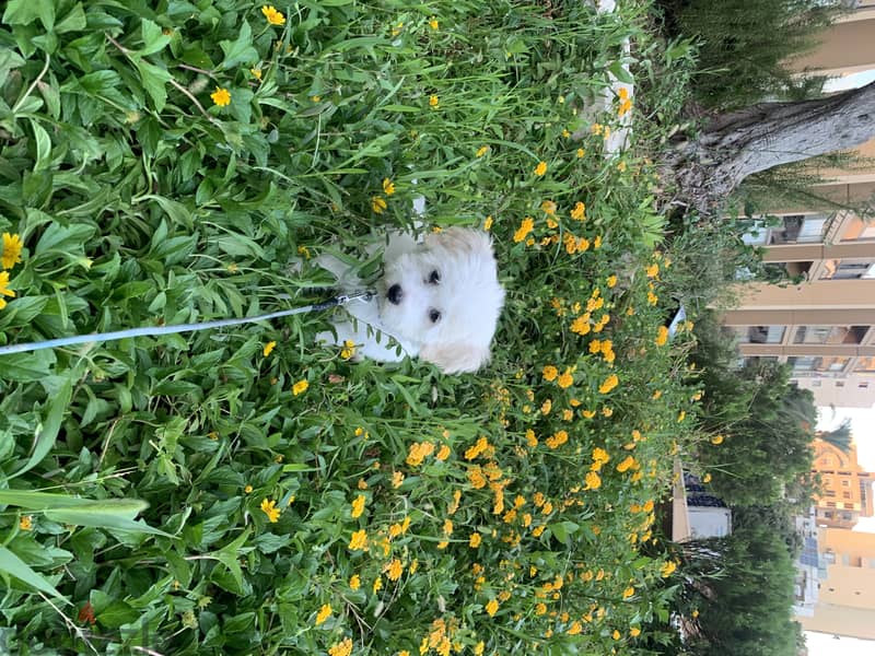 pure bichon white 3 month old, fully vaccinated 3