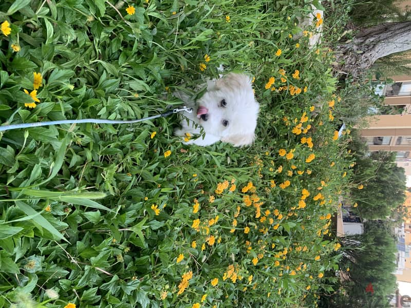 pure bichon white 3 month old, fully vaccinated 6