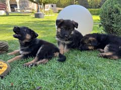 german sheperd puppies 0