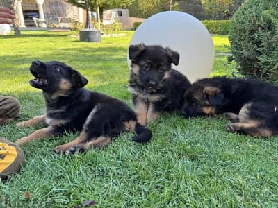 german sheperd puppies