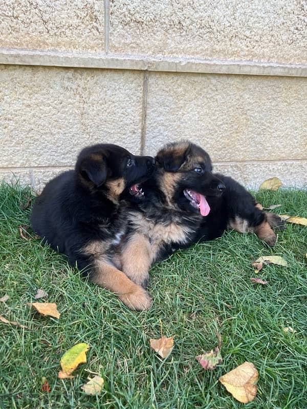 german sheperd puppies 1