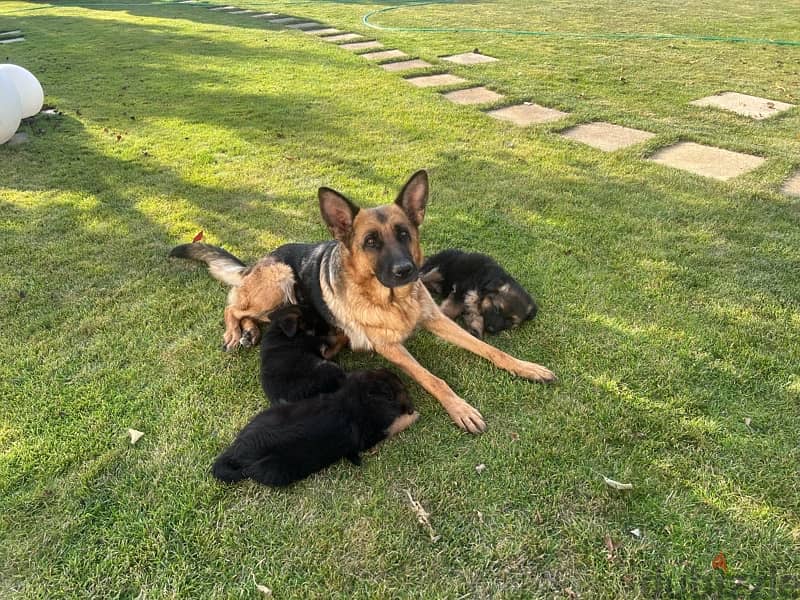 german sheperd puppies 2