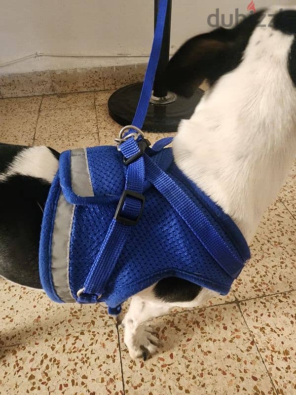 dog harness + leach 1