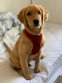 Golden retreiver 0