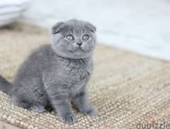 Scottish Fold Blue kitten 0