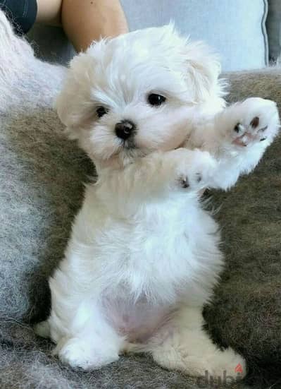 Bichon Puppies Available كلاب