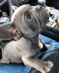 French Bulldog Puppies Available 0