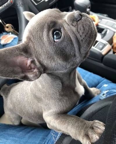 French Bulldog Puppies Available