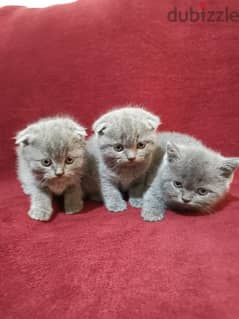 Scottish fold and British 0