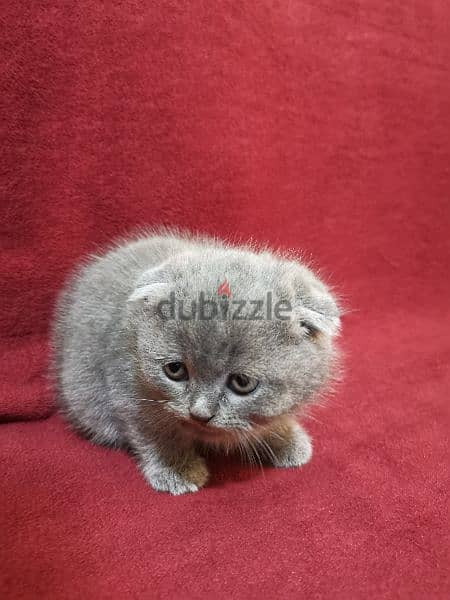 Scottish fold and British 1