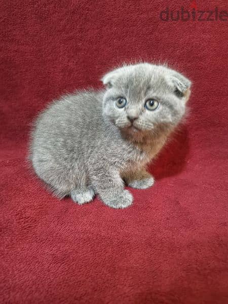 Scottish fold and British 3