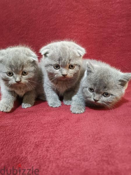 Scottish fold and British 4