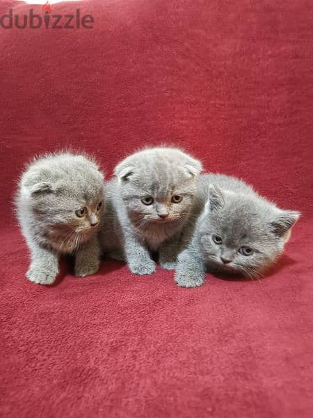 Scottish fold and British 5