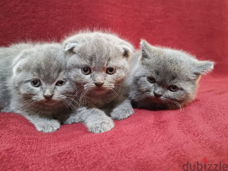 Scottish fold and British 6