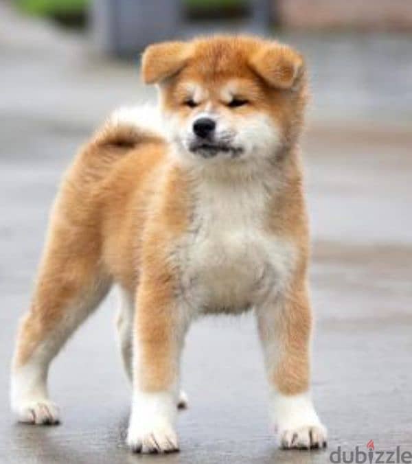 Japanese  akita  pedigree 1