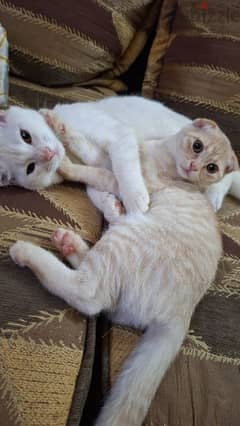 2 cats for adoption male and a female 0