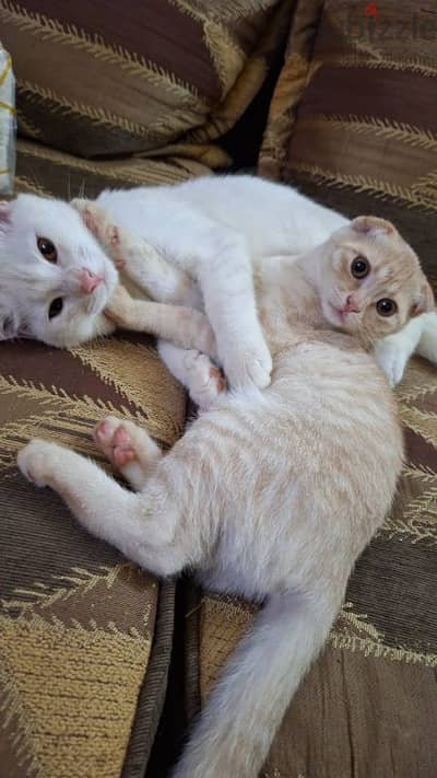 2 cats for adoption male and a female