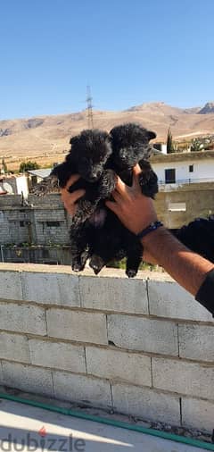 German puppies for sale 0