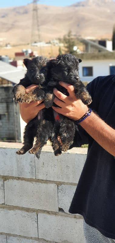 German puppies for sale 1