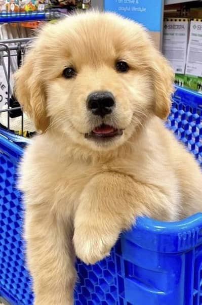 Golden Retriever Puppies Available