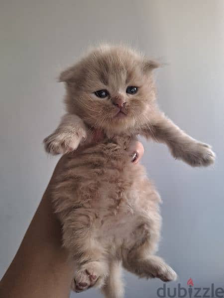 Scottish fold mix persian 1