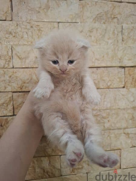 Scottish fold mix persian 2