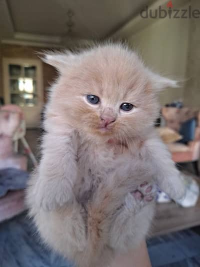 Scottish fold mix persian