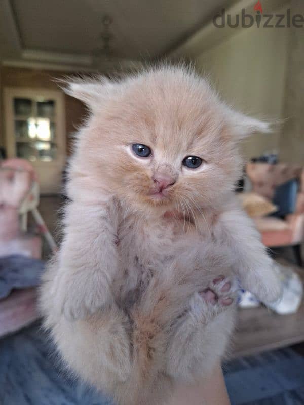 Scottish fold mix persian 0