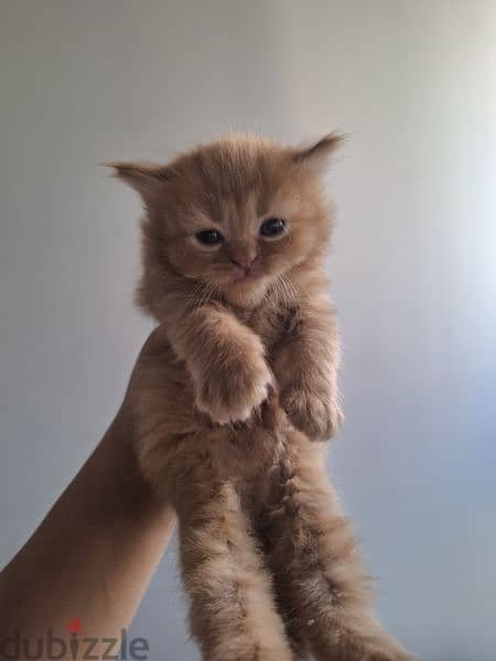 Scottish fold mix persian 3