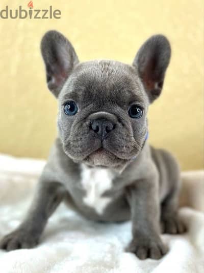 French Bulldog puppies /High Quality/Imported/Dog/كلاب