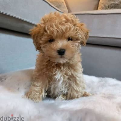 Cute Maltipoo puppies available/Dog/كلاب