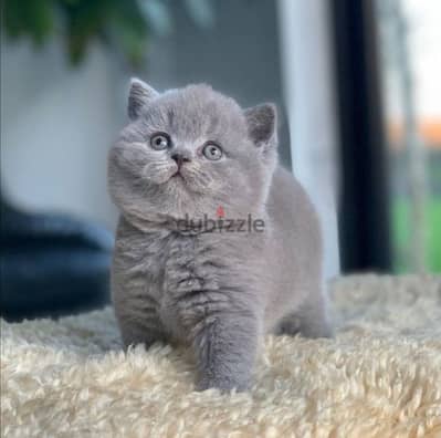 British Short hair Kitten -High quality-Available in store