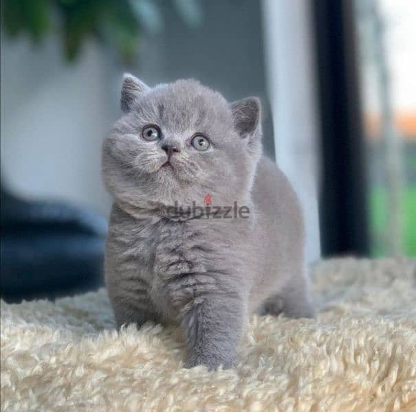 British Short hair Kitten -High quality-Available in store 0