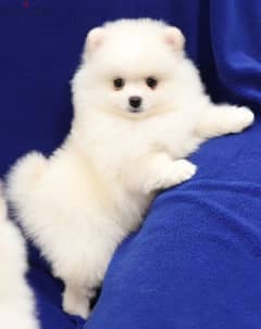 Pomeranian Tea cup Puppies/ High quality/ Imported 0