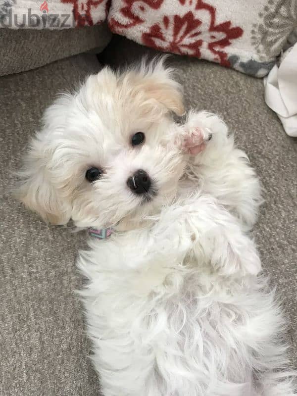 Bichon puppies available/Dog/كلاب 0