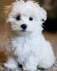 Bichon puppies available 0