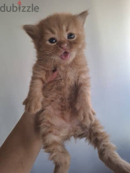 Scottish fold mix persian 4