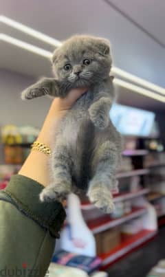 Scottish Fold Extreme Quality 0